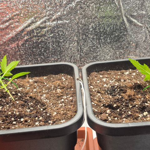 Agatha growlog timeline photo