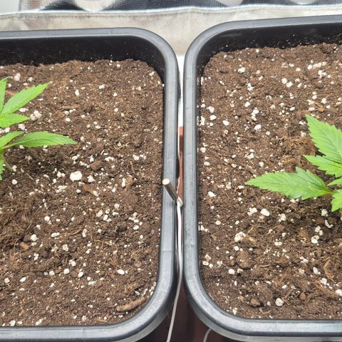 Agatha growlog timeline photo