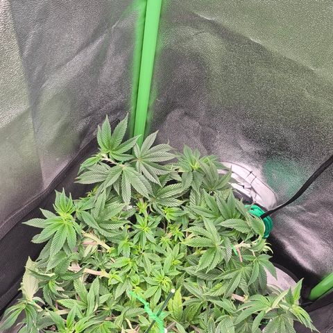 Agatha growlog timeline photo
