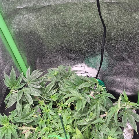 Agatha growlog timeline photo