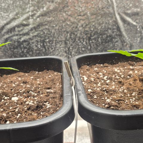 Agatha growlog timeline photo