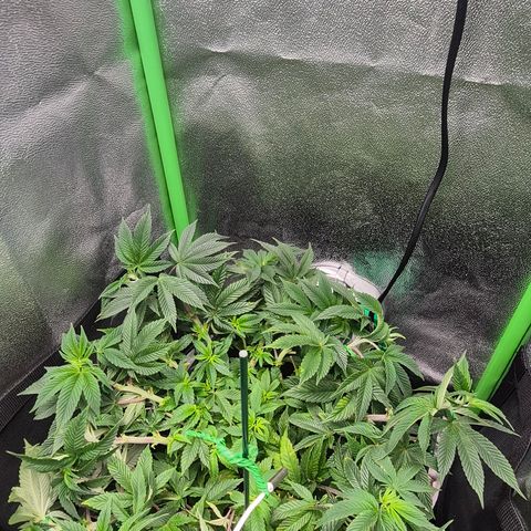 Agatha growlog timeline photo