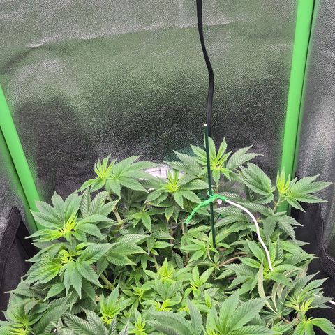 Agatha growlog timeline photo