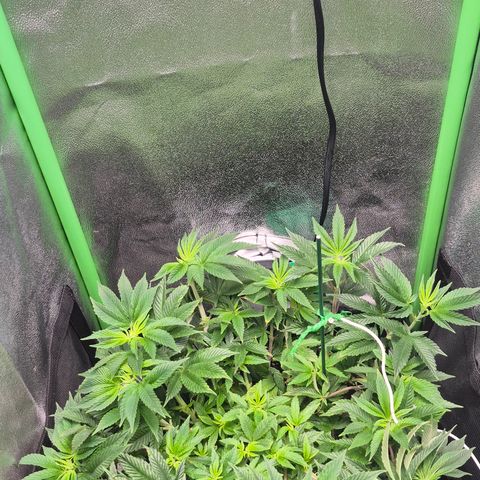 Agatha growlog timeline photo