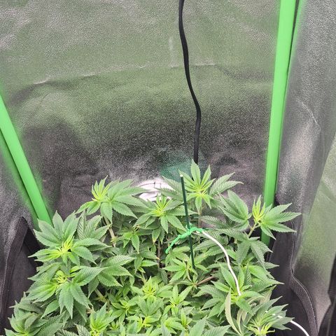 Agatha growlog timeline photo