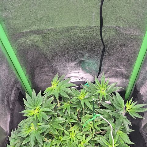 Agatha growlog timeline photo