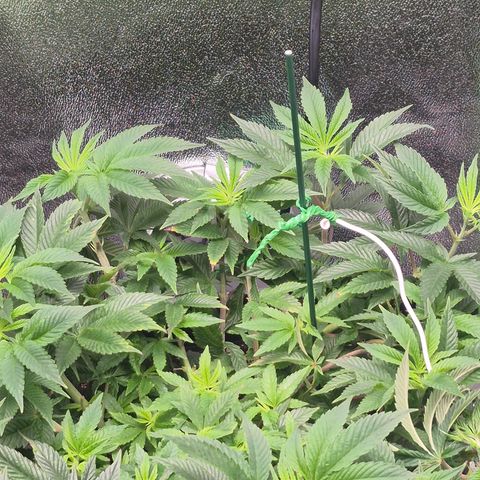 Agatha growlog timeline photo