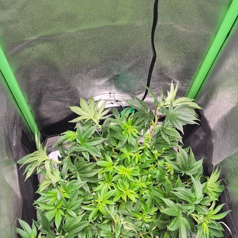 Agatha growlog timeline photo