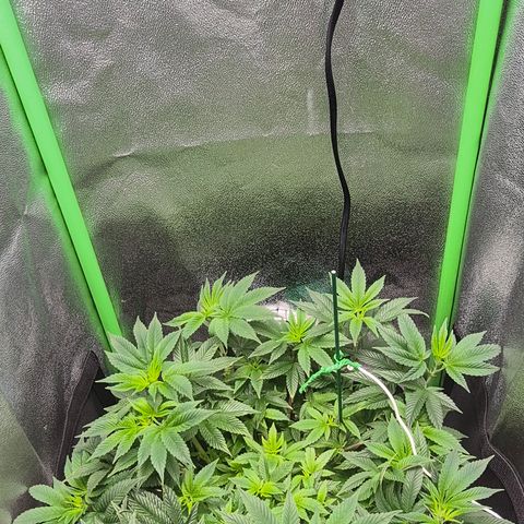 Agatha growlog timeline photo