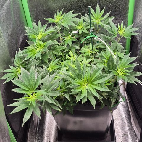 Agatha growlog timeline photo