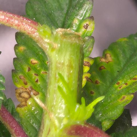 Agatha growlog timeline photo