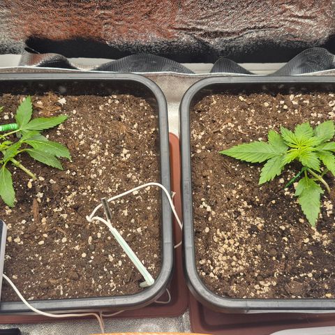 Agatha growlog timeline photo
