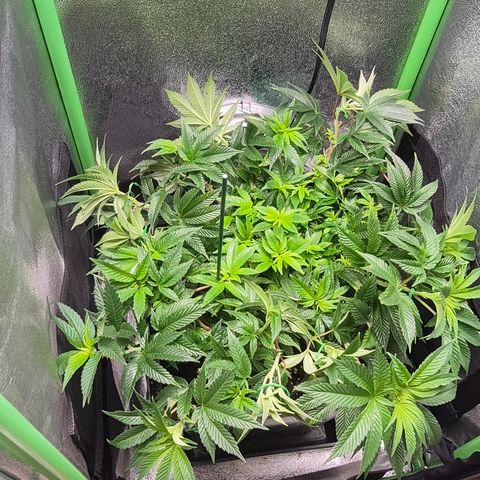 Agatha growlog timeline photo