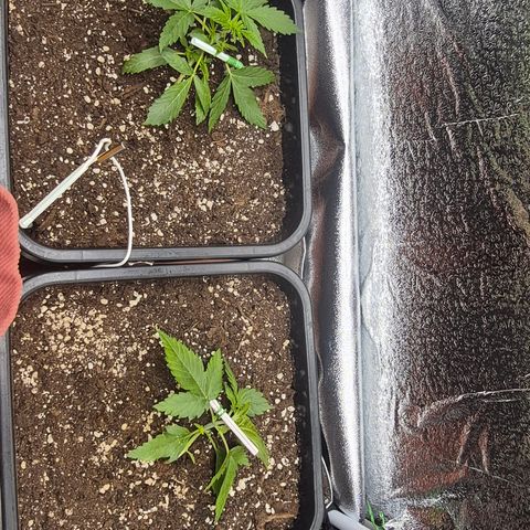 Agatha growlog timeline photo