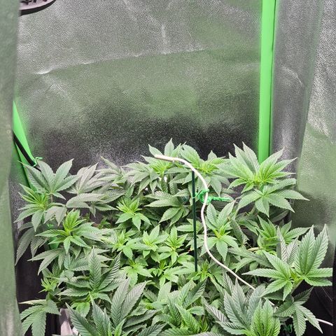 Agatha growlog timeline photo
