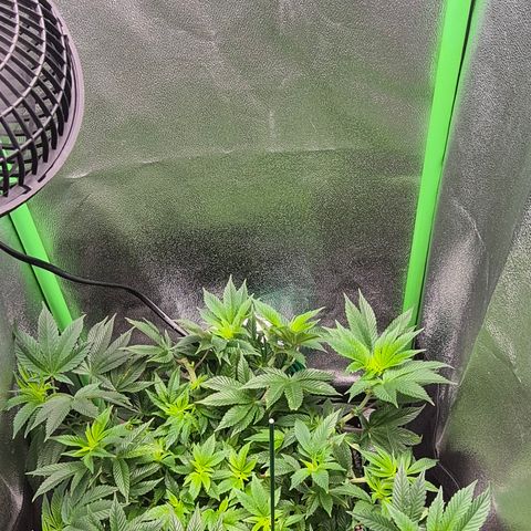 Agatha growlog timeline photo