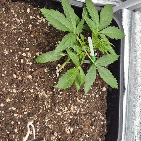 Agatha growlog timeline photo