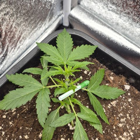 Agatha growlog timeline photo