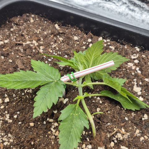 Agatha growlog timeline photo