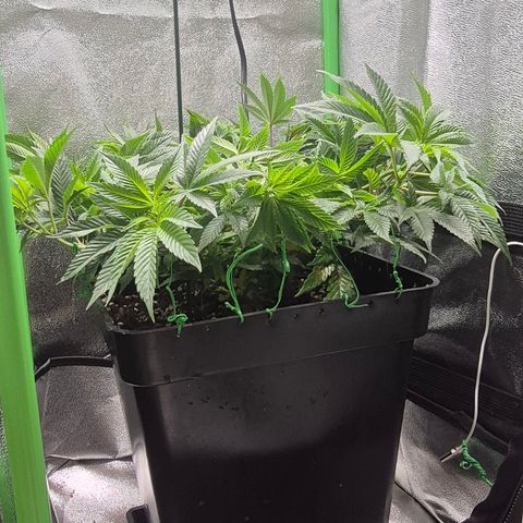 Agatha growlog timeline photo