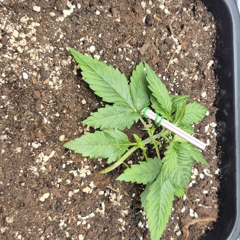 Agatha growlog timeline photo