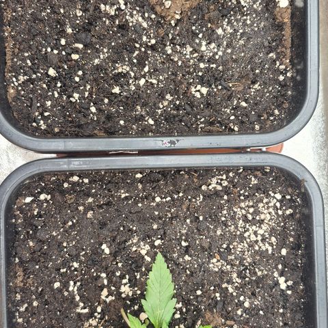 Agatha growlog timeline photo