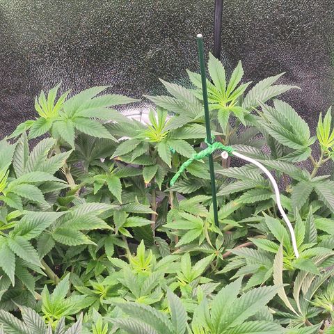 Agatha growlog timeline photo