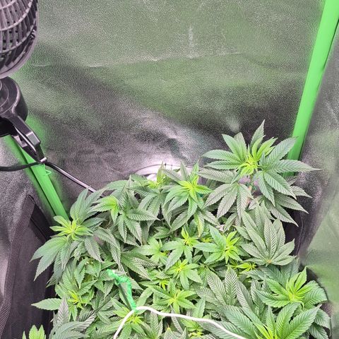 Agatha growlog photo: Se realiza una poda de una hoja a rainbow .
