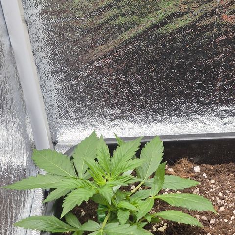 Agatha growlog photo: Se realiza una poda de una hoja a rainbow .