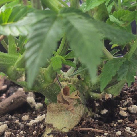 Agatha growlog photo: Se realiza una poda de una hoja a rainbow .