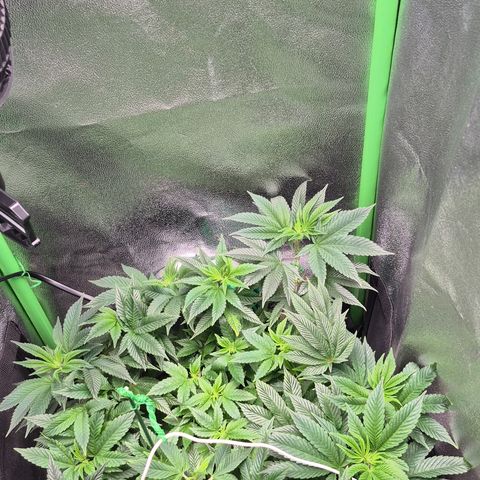 Agatha growlog photo: Se realiza una poda de una hoja a rainbow .