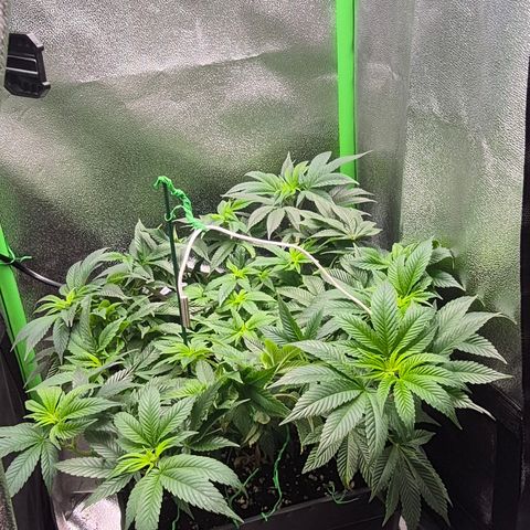 Agatha growlog photo: Se realiza una poda de una hoja a rainbow .