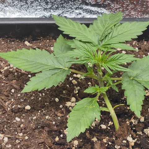 Agatha growlog photo: Se realiza una poda de una hoja a rainbow .