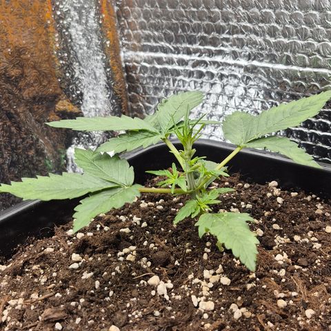 Agatha growlog photo: Por fin muestra el sexo y comienza oficialmente la floracion creo