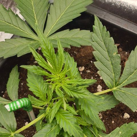 Agatha growlog photo: Por fin muestra el sexo y comienza oficialmente la floracion creo