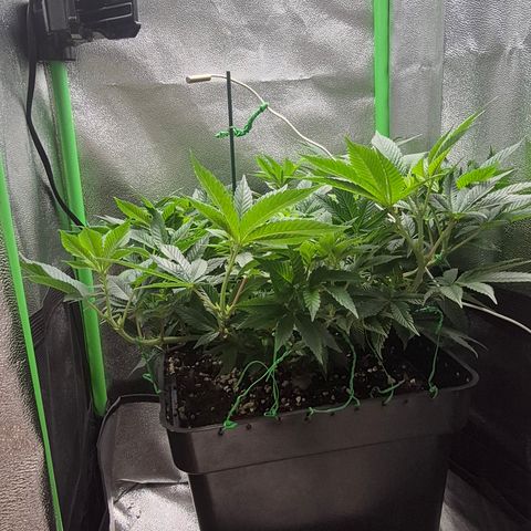 Agatha growlog photo: Por fin muestra el sexo y comienza oficialmente la floracion creo