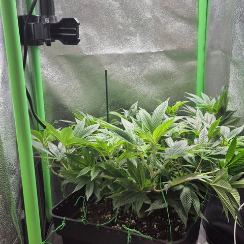 Agatha growlog photo: Por fin muestra el sexo y comienza oficialmente la floracion creo