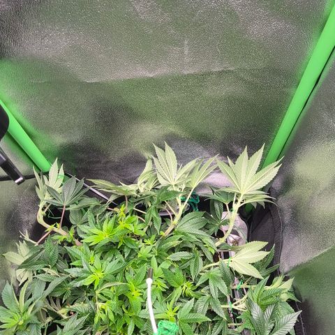 Agatha growlog photo: Por fin muestra el sexo y comienza oficialmente la floracion creo