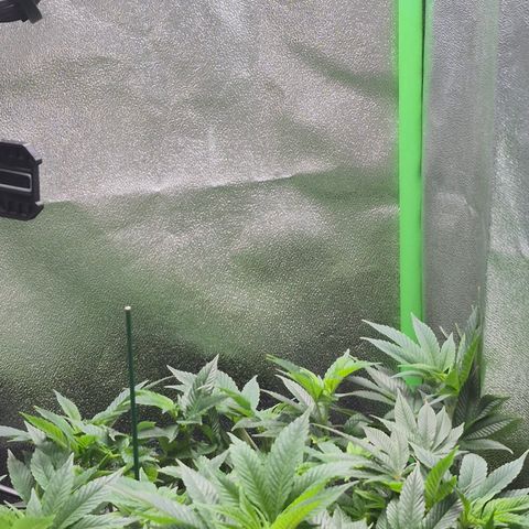 Agatha growlog photo: Por fin muestra el sexo y comienza oficialmente la floracion creo