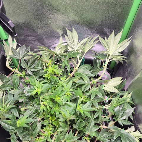 Agatha growlog photo: Por fin muestra el sexo y comienza oficialmente la floracion creo