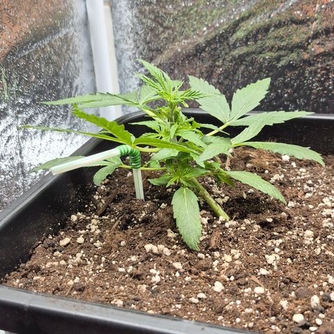 Agatha growlog photo: Por fin muestra el sexo y comienza oficialmente la floracion creo