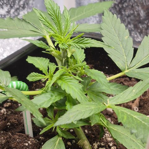 Agatha growlog photo: Por fin muestra el sexo y comienza oficialmente la floracion creo