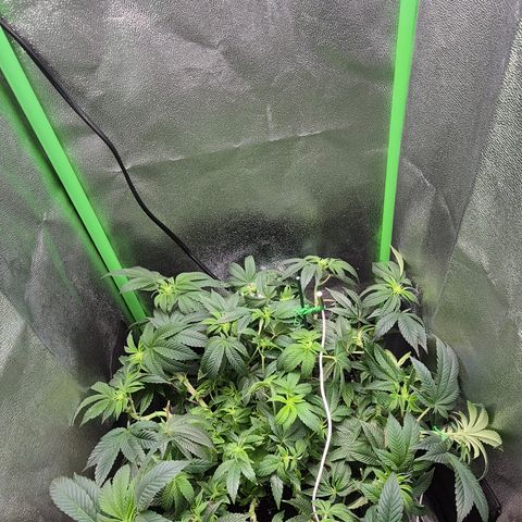 Agatha growlog timeline photo