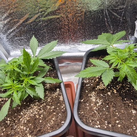 Agatha growlog timeline photo