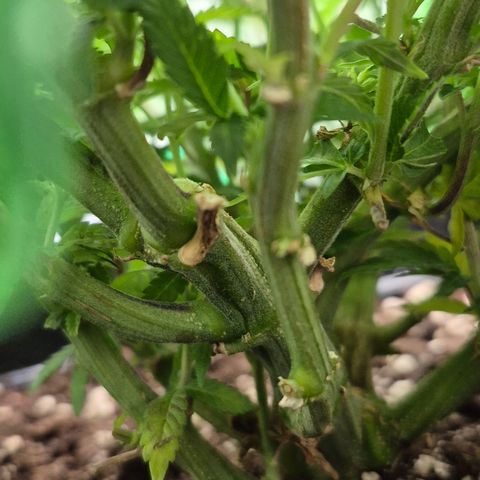 Agatha growlog photo: Trabajo de lst dieron sus frutos