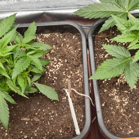 Agatha growlog photo: Trabajo de lst dieron sus frutos