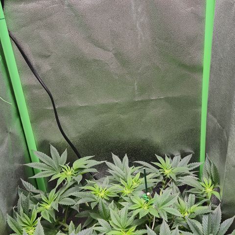 Agatha growlog photo: Trabajo de lst dieron sus frutos