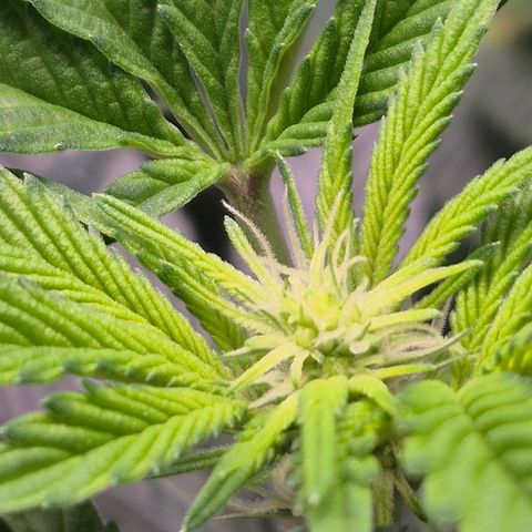 Agatha growlog photo: Trabajo de lst dieron sus frutos