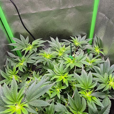 Agatha growlog photo: Trabajo de lst dieron sus frutos
