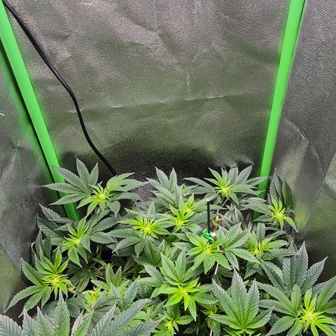 Agatha growlog photo: Trabajo de lst dieron sus frutos